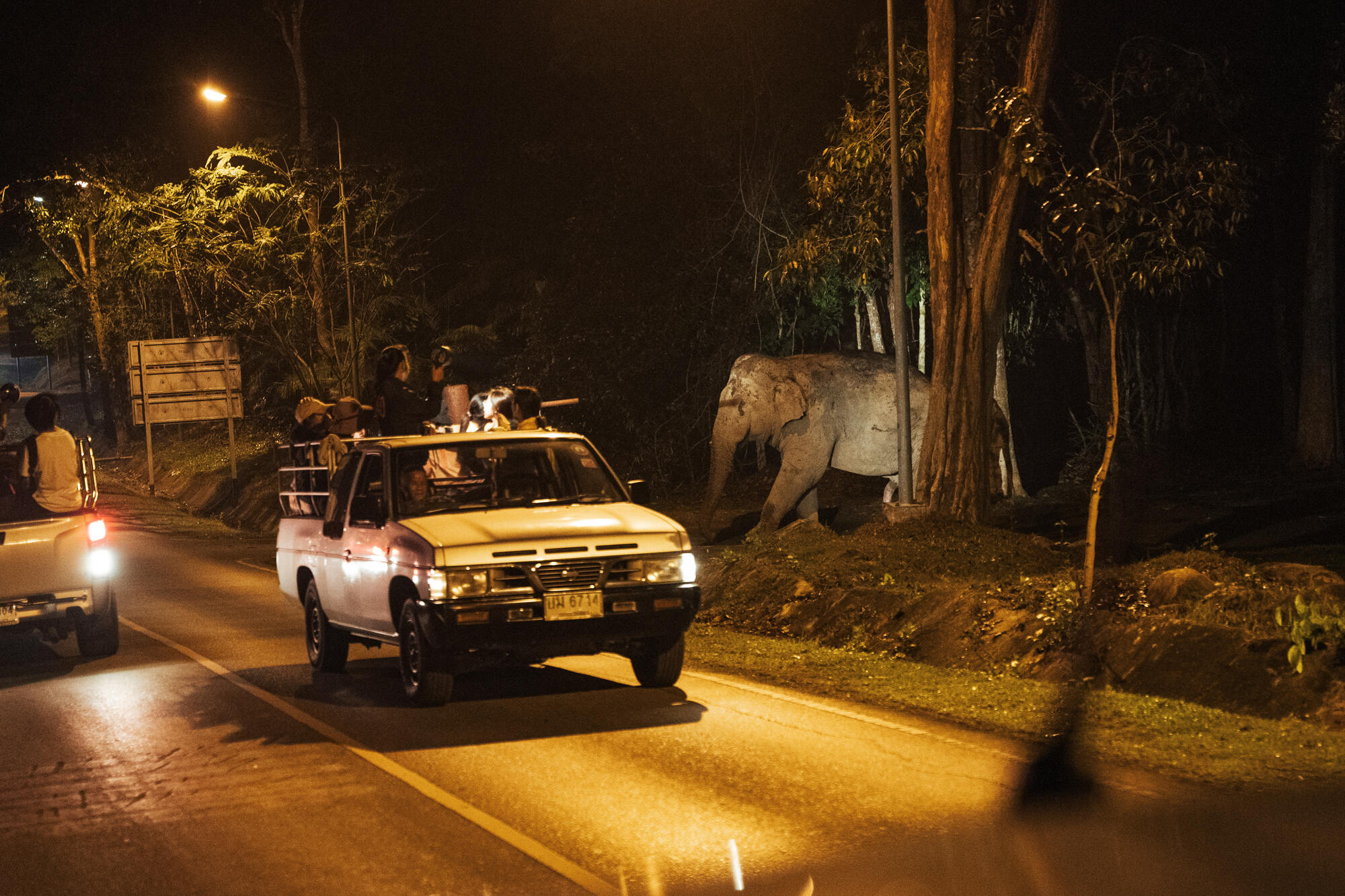 Asian elephant road scene
